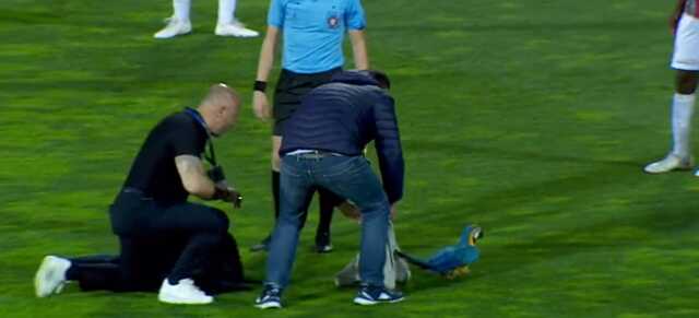 Ne köpek ne kedi! Sahaya giren hayvan futbol maçını felç etti Ne köpek ne kedi! Sahaya giren hayvan futbol maçını felç etti