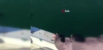Rizeli balıkçı çift yunusları elleriyle böyle besliyor