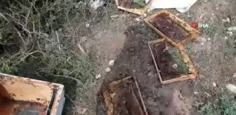 Ayı köye inerek arı kovanlarını parçaladı