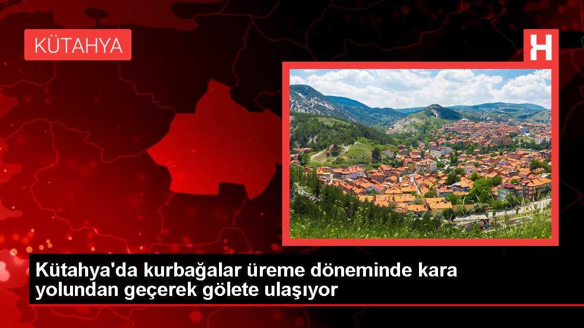Kütahya'da üreme dönemindeki kurbağalar kara yolunu geçiyor