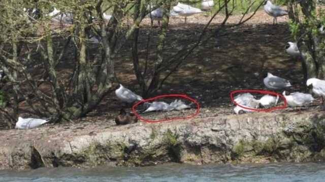 Endişe yaratan görüntü! Gökten ölü kuş yağıyor
