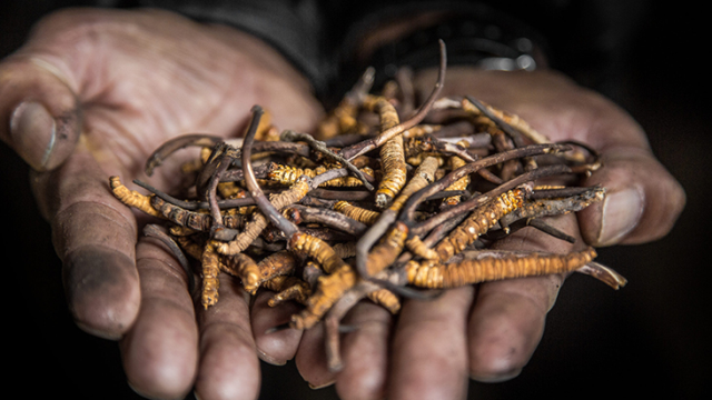 Nepal'de çığ altında kalan viagra toplayıcıları aranıyor