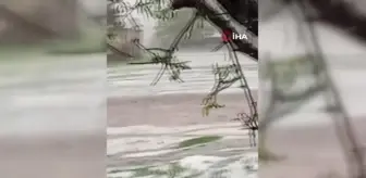 Dolu yağışı üzüm bağlarını vurdu