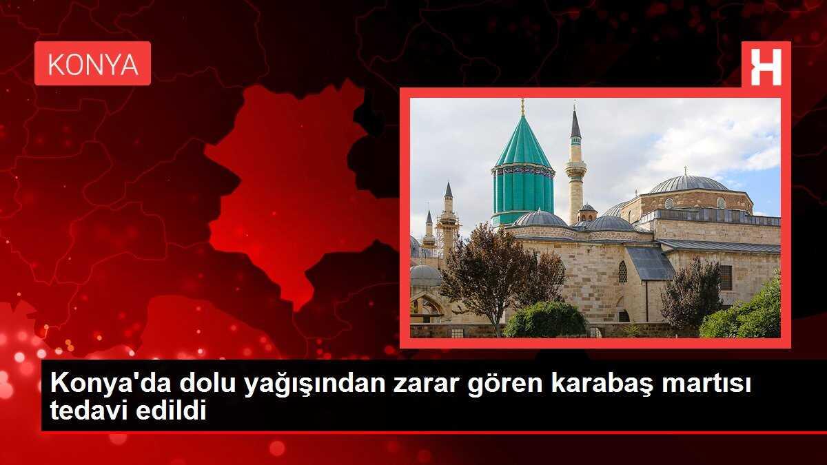 Konya'da dolu yağışından zarar gören karabaş martısı tedavi edildi