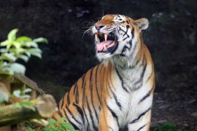 Çalılıklarda tuvaletini yapan kadına dünyanın en büyük kaplanı saldırdı