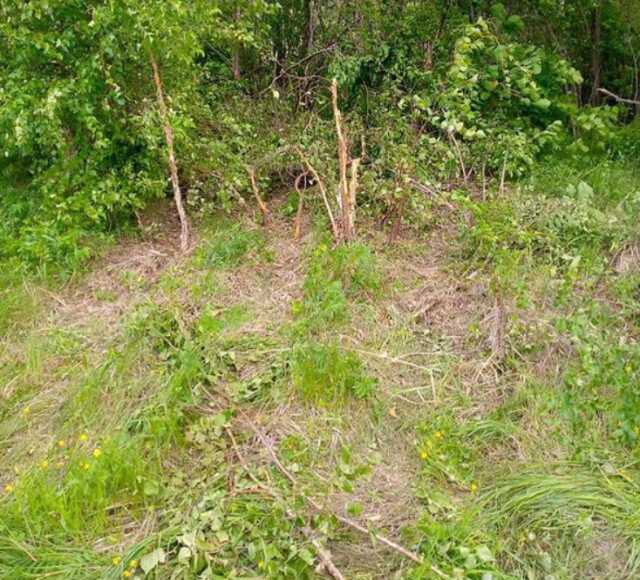 Çalılıklarda tuvaletini yapan kadına dünyanın en büyük kaplanı saldırdı