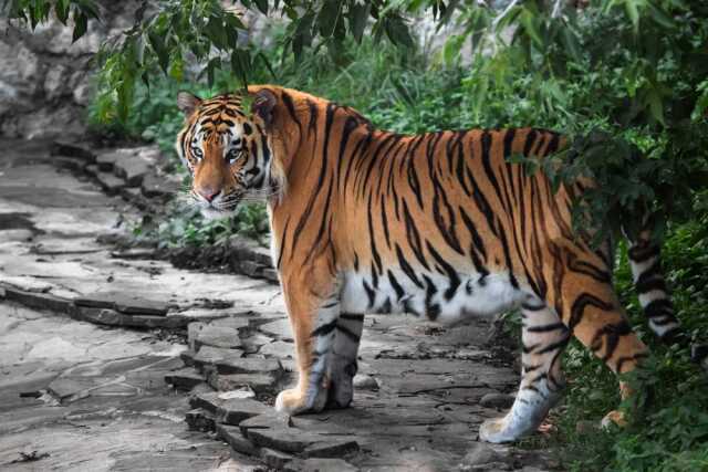 Çalılıklarda tuvaletini yapan kadına dünyanın en büyük kaplanı saldırdı