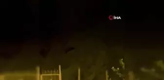 Rize'de Çay Bahçesine Giren Ayı Herkesi Şaşırttı