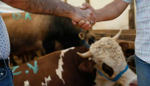 Boynuzu kırık hayvan kurbanlık olur mu? Kurbanlık nasıl olmalı? Kurbanlık şartları nelerdir?