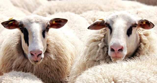 Boynuzu kırık hayvan kurbanlık olur mu? Kurbanlık nasıl olmalı? Kurbanlık şartları nelerdir?