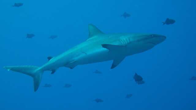 Köpek balığı nerede yaşar? Köpek balığı Türkiye'de var mı? Köpek balığı nerede yaşar? Köpek balığı Türkiye'de var mı?