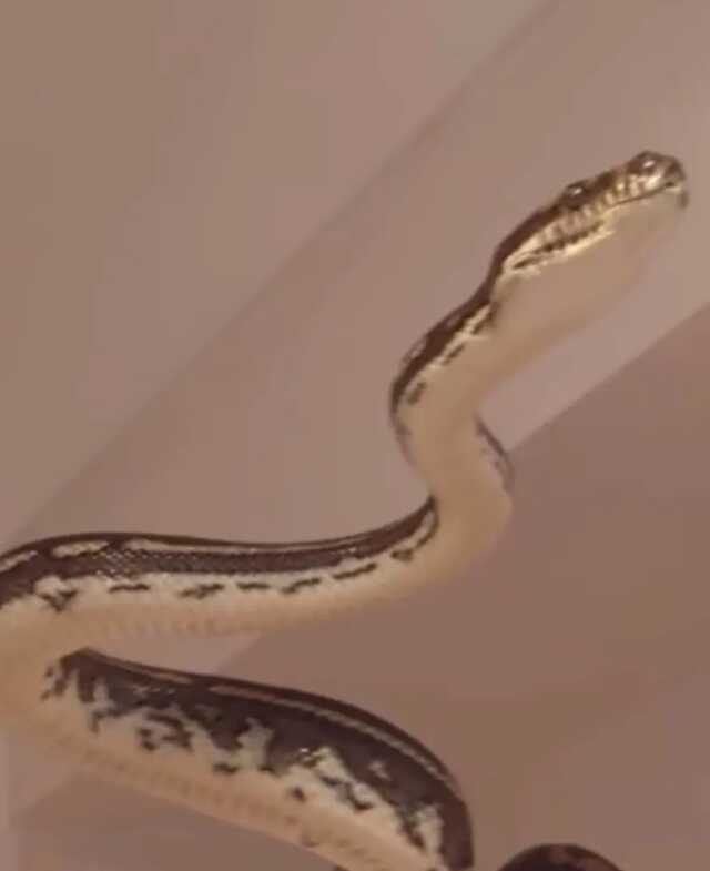 Tuvalete giren adam, duşa kabinin üzerindeki yılanı görünce aklından oluyordu