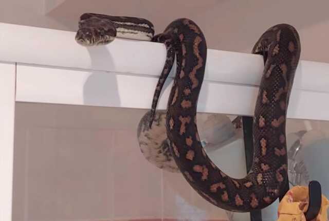 Tuvalete giren adam, duşa kabinin üzerindeki yılanı görünce aklından oluyordu