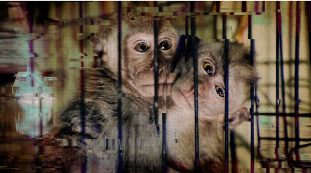 BBC, maymun işkence çetesini ortaya çıkardı