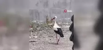Kızılcahamam'ın leylekleri esnafla beraber yaşıyor