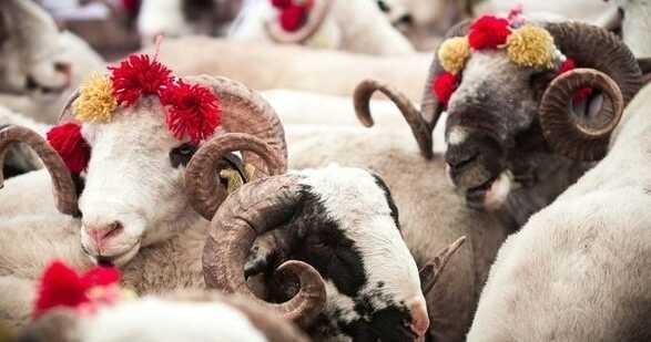 Kurban Bayramı 4 gün mü? Kurban Bayramı kaç gün?