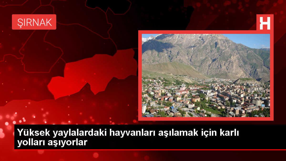 Uludere'de mobil veteriner ekipleri hayvanları aşılıyor