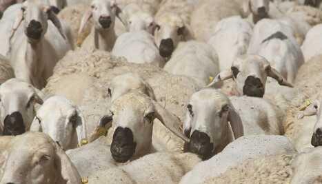 2024 Kurban Bayramı ne zaman? 2024 Kurban Bayramı hangi güne denk geliyor? 2024 Kurban Bayramı ne zaman? 2024 Kurban Bayramı hangi güne denk geliyor?