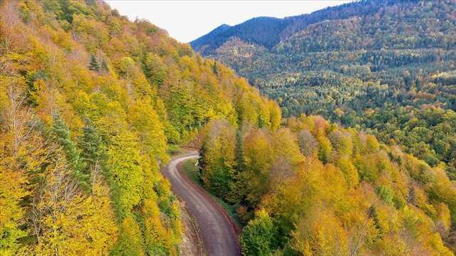 Belgrad Ormanına girmek yasak mı 2023? Belgrad Ormanı açık mı? Belgrad Ormanında mangal yakmak yasaklandı mı? İstanbul Valiliği'nden orman yasağı!