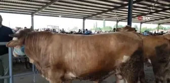 Suluovalı besiciler kurbanda para kazandı