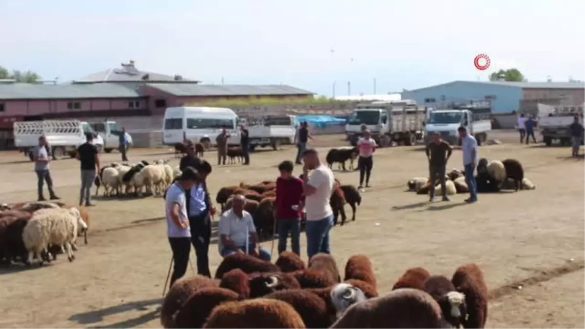 Iğdır da Kurban Bayramı na saatler kala kurbanlık satışı devam ediyor