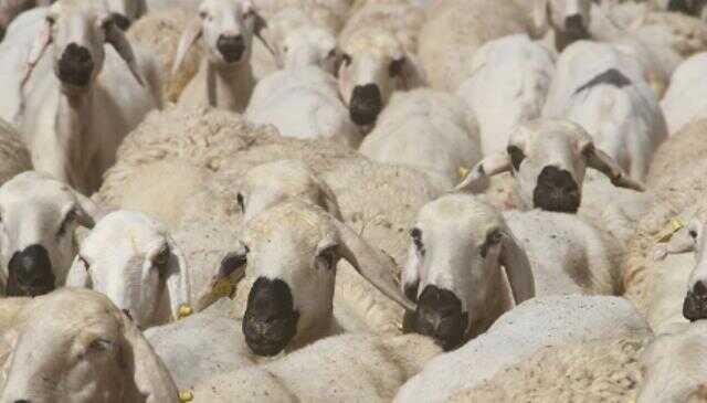 Kurban Bayramı'nda PTT açık mı, kapalı mı 2023?