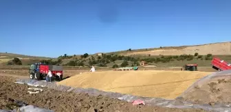Çorum Bayat'ta TMO alım noktasında günlük ortalama 600 ton hububat alımı yapılıyor