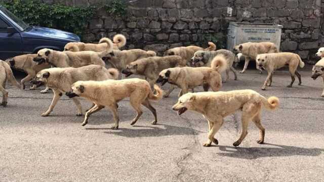 Genç mimarın kuduzdan öldüğü Siverek'te sokakları köpek sürüleri bastı Genç mimarın kuduzdan öldüğü Siverek'te sokakları köpek sürüleri bastı