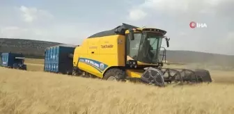Yavuzeli'nde Buğday ve Arpa Hasadı Sürüyor