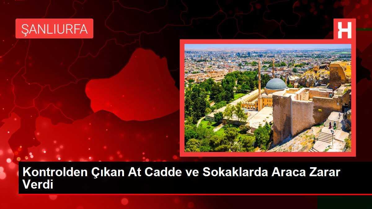 Kontrolden çıkan at cadde ve sokaklarda araçlara zarar verdi