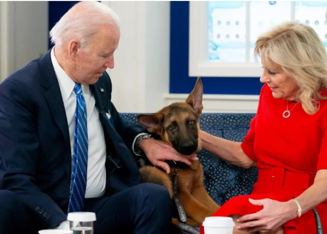 ABD Başkanı Biden'ın köpeği Commander, bir gizli servis elemanın hastanelik etti, altı kişiyi daha ısırdı