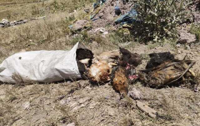 Başıboş köpekler tarafından 50 tavuk telef edildi Başıboş köpekler tarafından 50 tavuk telef edildi