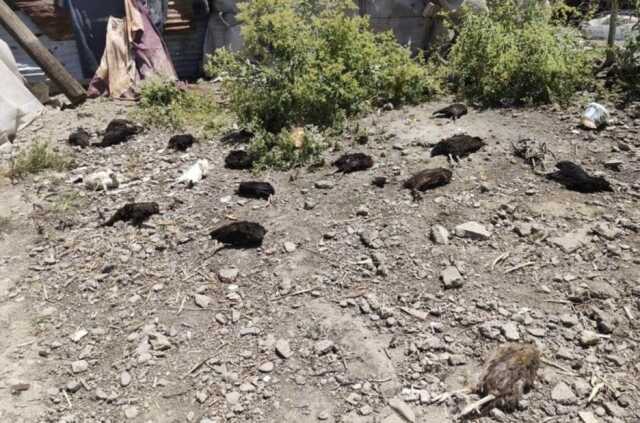 Başıboş köpekler tarafından 50 tavuk telef edildi Başıboş köpekler tarafından 50 tavuk telef edildi