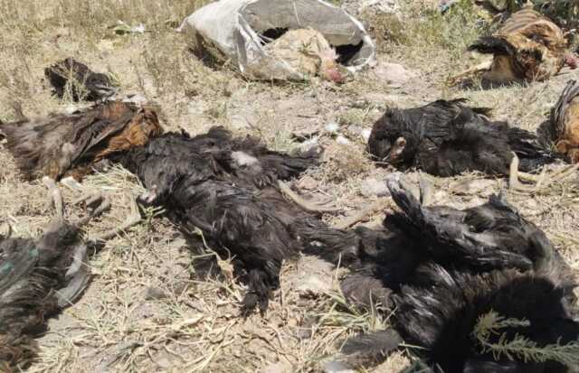 Başıboş köpekler tarafından 50 tavuk telef edildi Başıboş köpekler tarafından 50 tavuk telef edildi