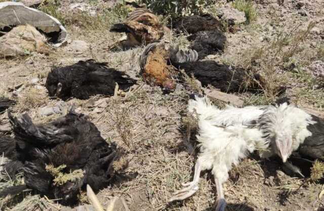Başıboş köpekler tarafından 50 tavuk telef edildi Başıboş köpekler tarafından 50 tavuk telef edildi