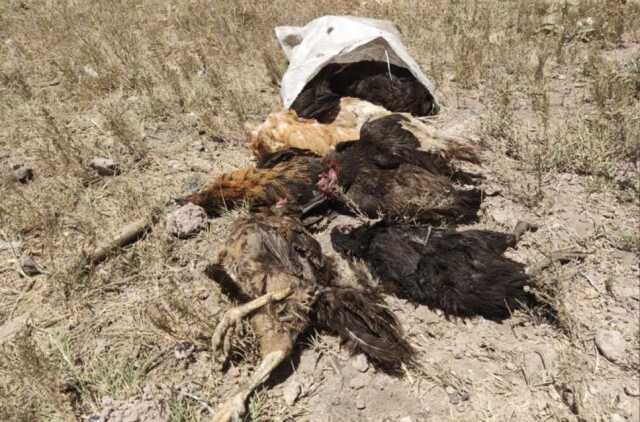 Başıboş köpekler tarafından 50 tavuk telef edildi Başıboş köpekler tarafından 50 tavuk telef edildi