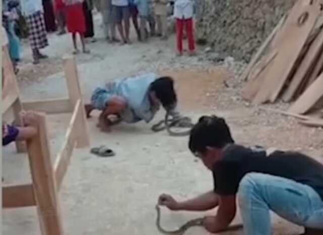 Endonezya'da yılan oynatıcısı yılan ile şov yaparken yılan burnunu ısırarak öldürdü Endonezya'da yılan oynatıcısı yılan ile şov yaparken yılan burnunu ısırarak öldürdü