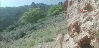 Anadolu Yaban Koyunu Sayısı Ülke Genelinde Bin 131'e Ulaştı