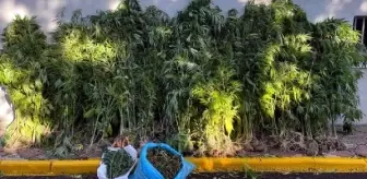 Ferizli'de 735 kök kenevir ve 4,5 kilo kubar esrar ele geçirildi