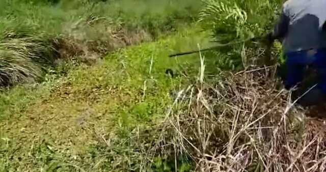 Endonezyalı bir kadın timsah tarafından bataklığa çekildi. Yaralanan kadın işçiler tarafından bataklıktan kurtarıldı Endonezyalı bir kadın timsah tarafından bataklığa çekildi. Yaralanan kadın işçiler tarafından bataklıktan kurtarıldı