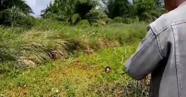 Endonezyalı bir kadın timsah tarafından bataklığa çekildi. Yaralanan kadın işçiler tarafından bataklıktan kurtarıldı Endonezyalı bir kadın timsah tarafından bataklığa çekildi. Yaralanan kadın işçiler tarafından bataklıktan kurtarıldı