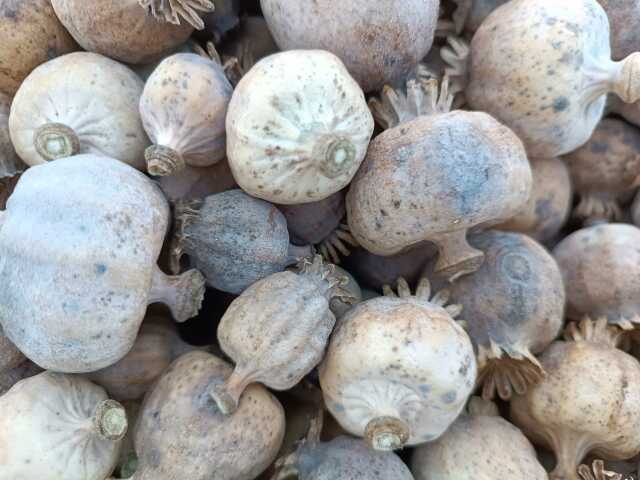 Günlük 12 saat çalışıp 460 TL yevmiye kazanıyorlar