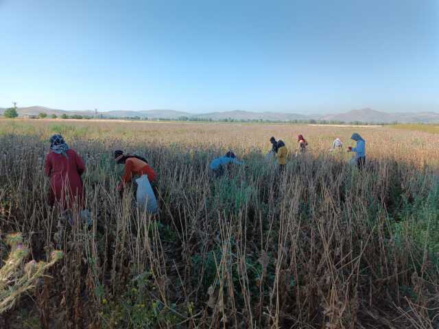 Günlük 12 saat çalışıp 460 TL yevmiye kazanıyorlar