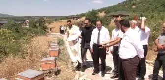 Bingöl balında hasat başladı