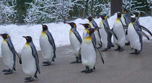 Penguenler neden kuzey kutbunda yaşamaz? Penguenlerin gizemli tercihi