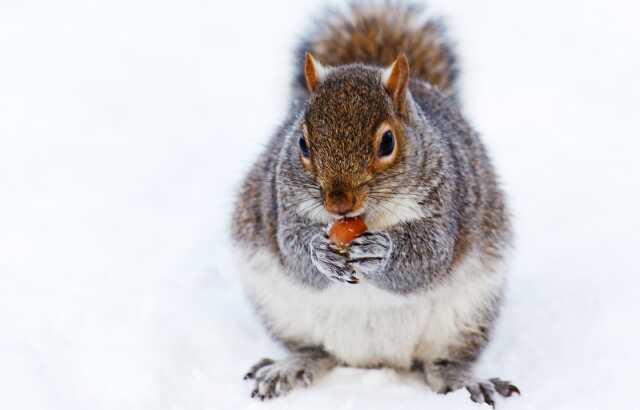 Sincapların neden köpek dişleri yoktur? Sincapların ilginç adaptasyonunun ardındaki sır