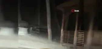 Aç kalan ayı çöpleri karıştırırken görüntülendi