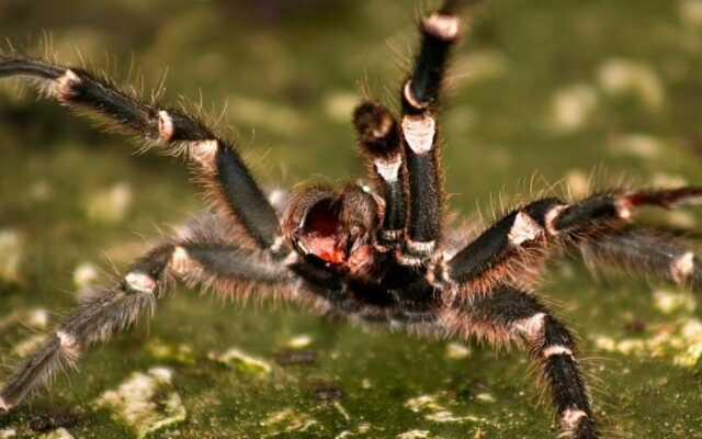 Avutralya'da bir süpermarket erkeklerde kalıcı ereksiyona sebep olan bir örümcekten dolayı kapatıldı