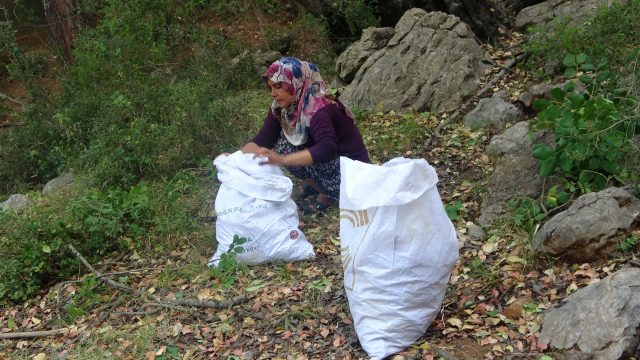 Adana'da keçiboynuzu hasadı başladı! Tarlada kilosu 60 TL