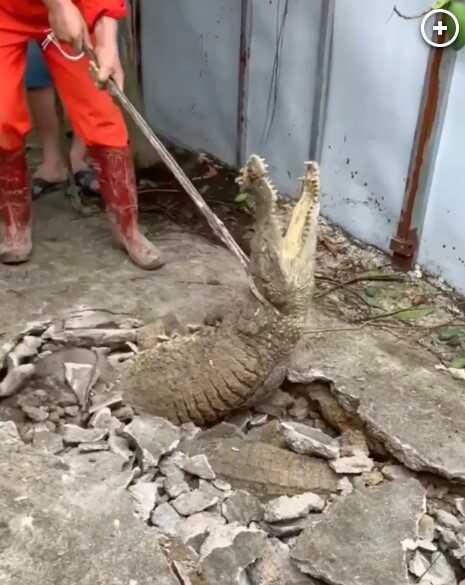 Kaldırımda oluşan çatlaktan üç timsah çıktı